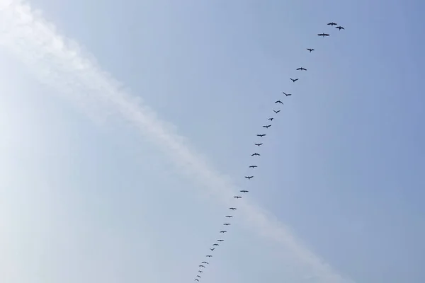 Zugvögel Himmel — Stockfoto