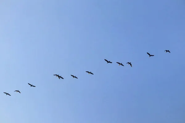 Oiseaux Migrateurs Dans Ciel — Photo