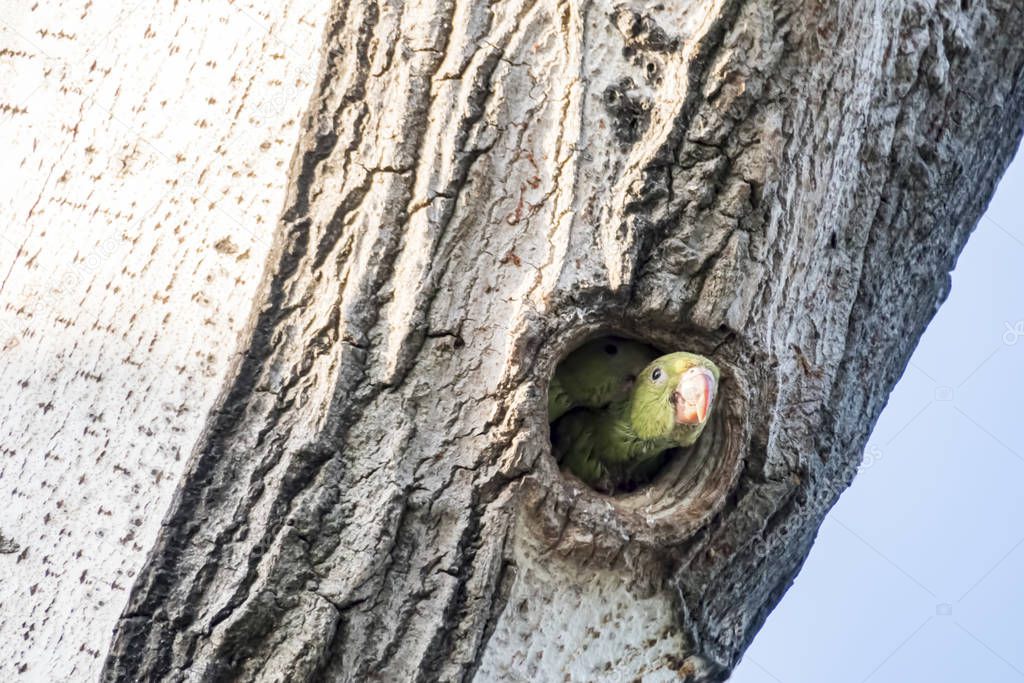 parrots in tree hole in nature