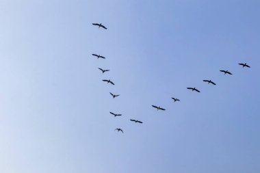 Gökteki göçmen kuşlar