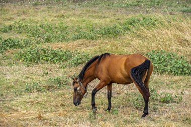 Doğadaki çayırdaki at.