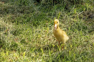 Doğadaki sevimli ördek yavrusunu kapat.