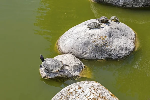 Κοντά Χαριτωμένο Χελώνες Στη Φύση — Φωτογραφία Αρχείου