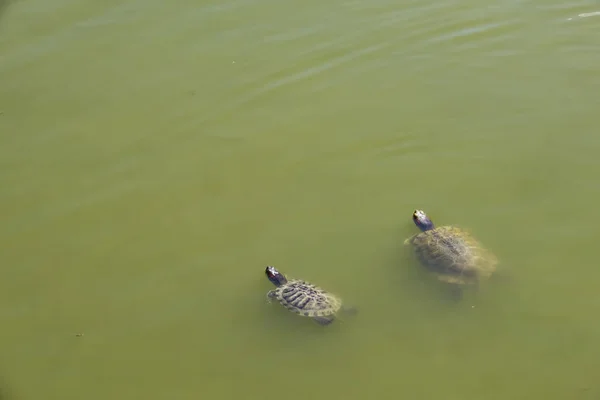 Hautnah Niedliche Schildkröten Der Natur — Stockfoto