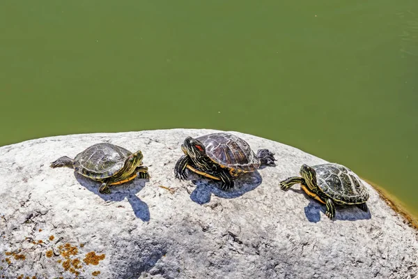 close up cute turtles in nature.