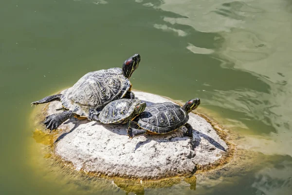 Doğadaki Sevimli Kaplumbağaları Kapatın — Stok fotoğraf
