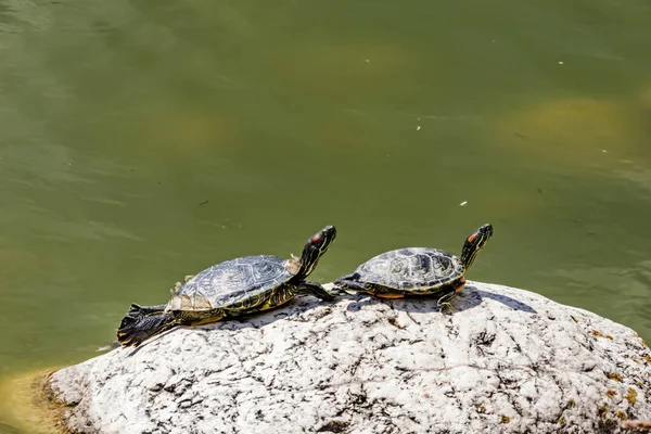 Close Schattige Schildpadden Natuur — Stockfoto