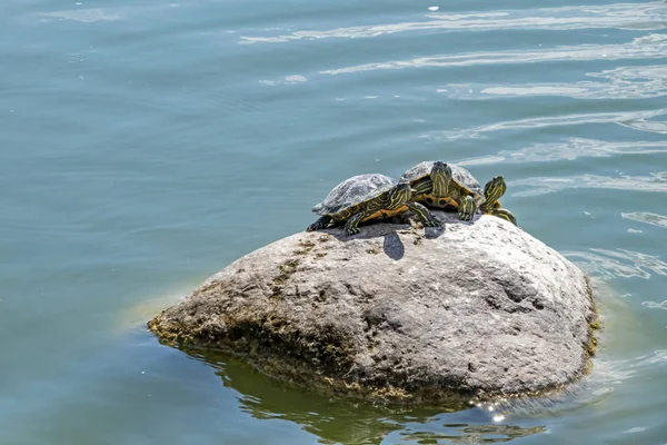 Hautnah Niedliche Schildkröten Der Natur — Stockfoto