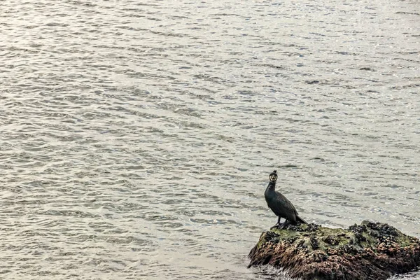 Cormorán Sobre Rocas Naturaleza — Foto de Stock