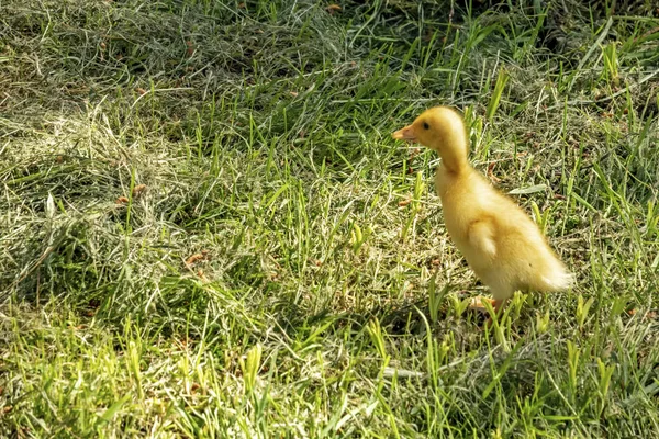 Close Cute Duckling Nature — Stock Photo, Image