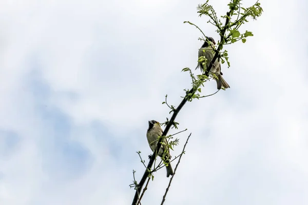 Sparrow Tree Branch Nature — ストック写真