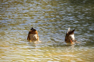 Doğadaki şirin ördekleri kapatın.