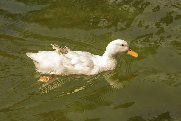 Close Cute Ducks Nature — Stock Photo, Image