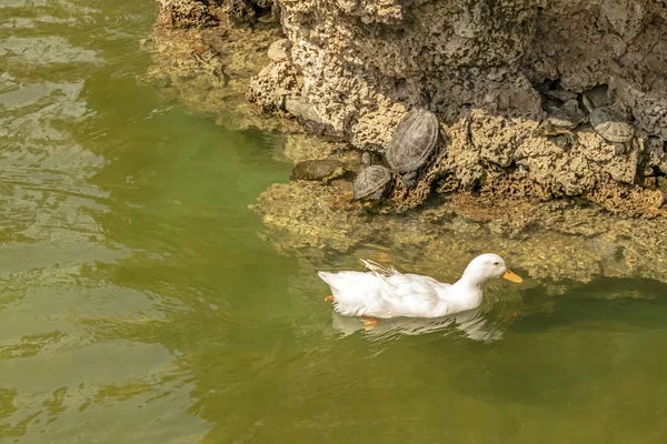 Tortuga Con Pato Sobre Rocas Naturaleza —  Fotos de Stock