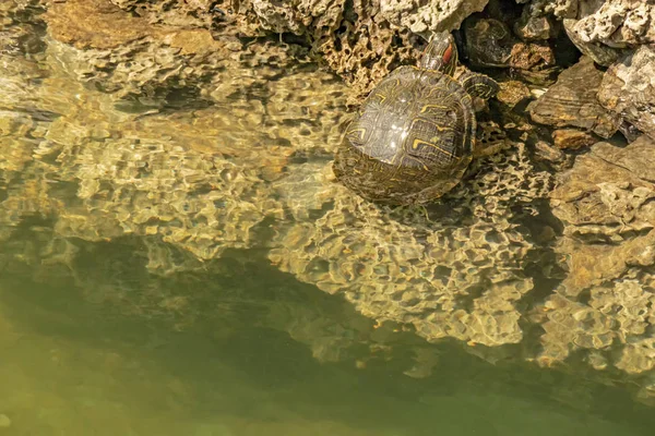 Hautnah Niedliche Schildkröten Der Natur — Stockfoto