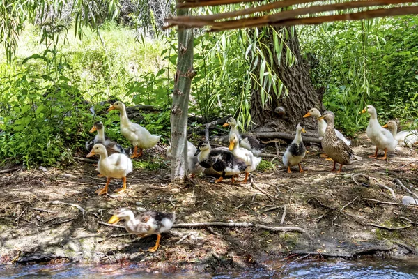 Close Cute Ducks Nature — Stock Photo, Image