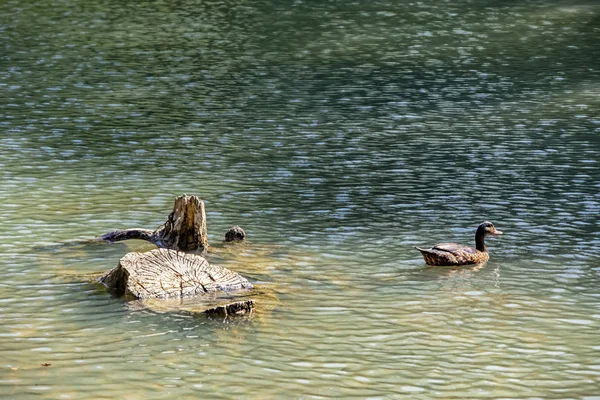 Close Schattig Eenden Natuur — Stockfoto