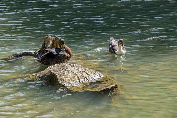 Close Schattig Eenden Natuur — Stockfoto