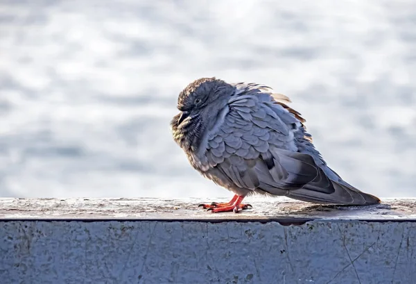 Close Pigeons Nature — Stock Photo, Image