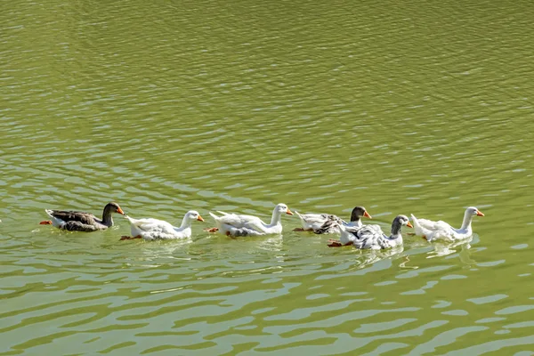 Close Schattig Eenden Natuur — Stockfoto