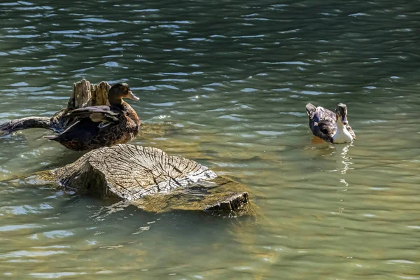 Közeli Aranyos Kacsák Természetben — Stock Fotó