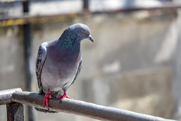 Close Pigeons Nature — Stock Photo, Image