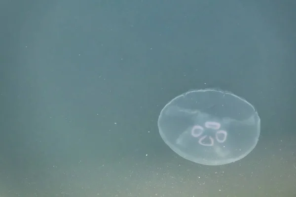 Close Jellyfish Sea — стоковое фото
