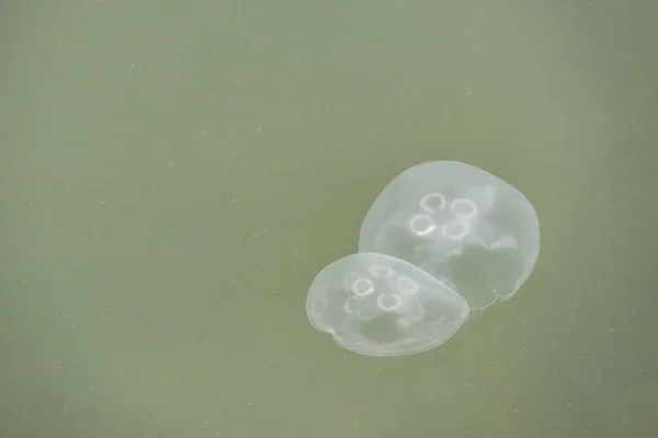 Close Jellyfish Sea — Stock Photo, Image