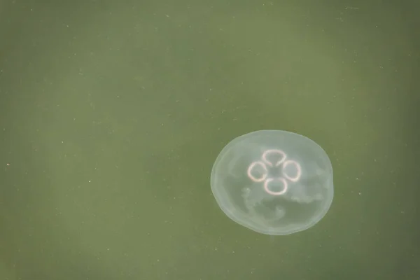 Close Jellyfish Sea — Stockfoto