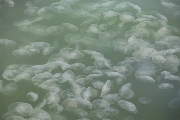 Close Jellyfish Sea — Stockfoto