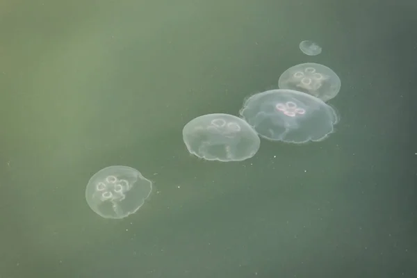 Close Jellyfish Sea — Stockfoto