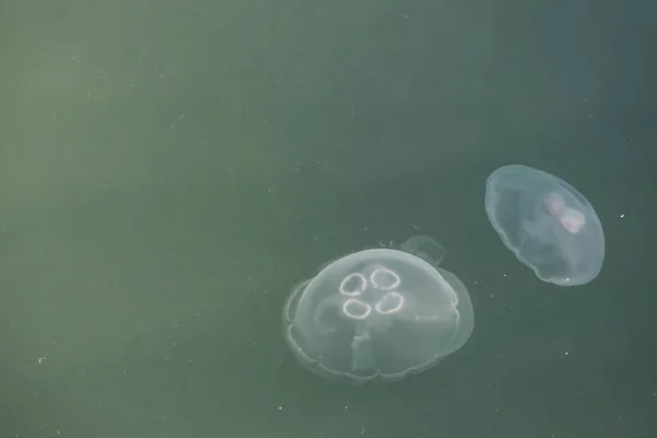 Close Jellyfish Sea — Stockfoto