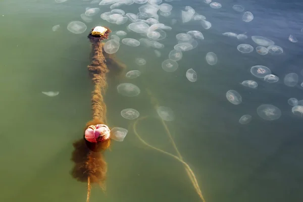 Close Jellyfish Sea — Stockfoto