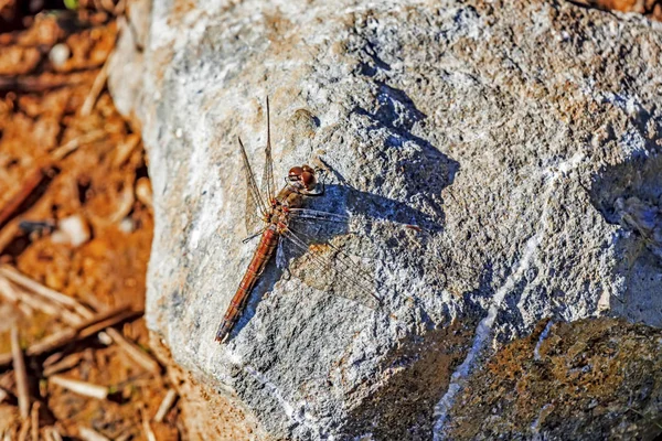 Gros Plan Libellule Dans Nature — Photo