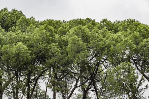 Doğadaki Çam Ağaçlarını Kapatın — Stok fotoğraf