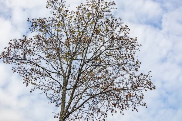 Podzimní Strom Větve Žlutými Listy Přírodě — Stock fotografie