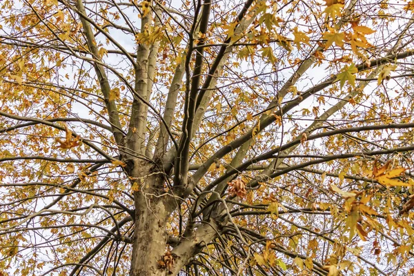 Arbre Automne Branches Aux Feuilles Jaunes Dans Nature — Photo