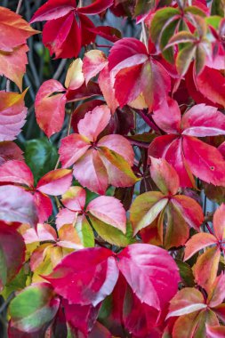 Sonbahar ağacı ve doğada sarı yapraklı dallar.