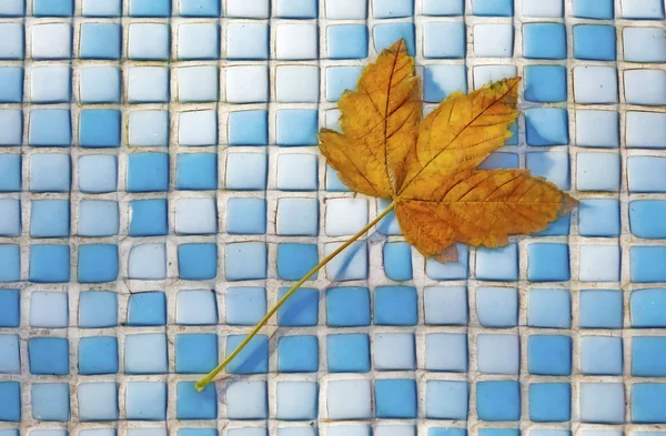 Doğadaki Süs Havuzunda Sonbahar Yaprağı — Stok fotoğraf