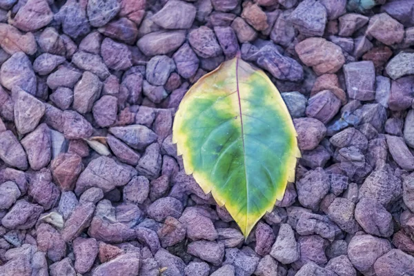 Doğadaki Çakıl Taşlarını Yaprakları Kapatın — Stok fotoğraf