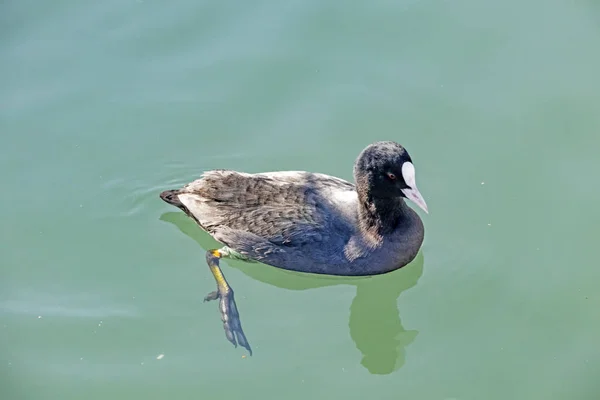 Nage Cormorans Dans Mer — Photo