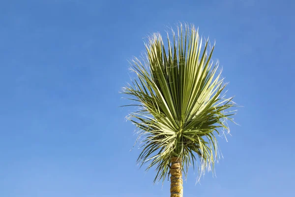 Palmera Cielo Azul — Foto de Stock