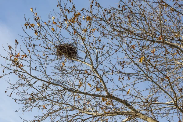 Fågelhus Träd Vintertid — Stockfoto