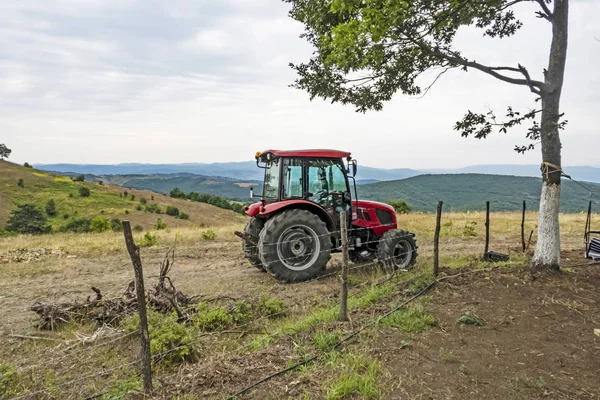 Fulacik Izmit Hindi Temmuz 2019 Orman Dede Lavanta Parkı Bahçede — Stok fotoğraf