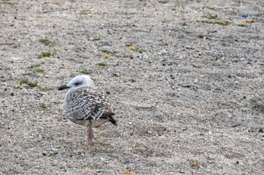 martı kumda tek ayak üzerinde