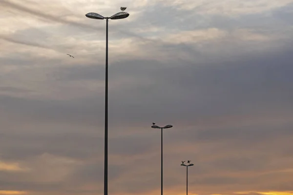 Lampadaire Extérieur Pour Éclairage — Photo