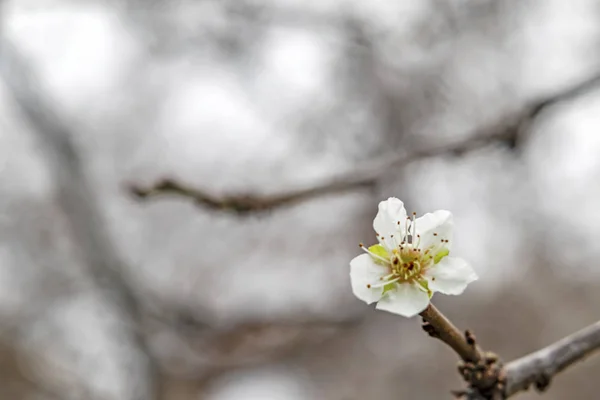 Весняні Квіти Гілках Дерев Природі Зимовий Сезон — стокове фото
