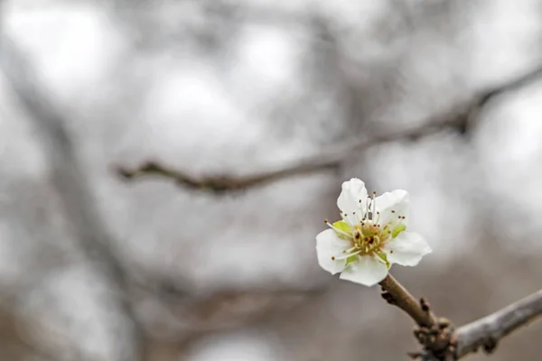 Frühlingsblumen Auf Ästen Der Natur Winter — Stockfoto