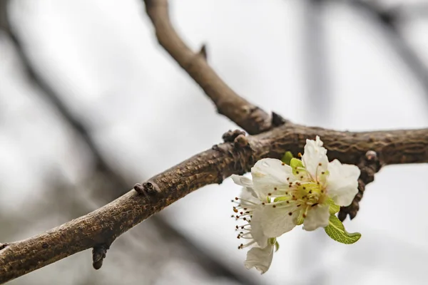 Frühlingsblumen Auf Ästen Der Natur Winter — Stockfoto