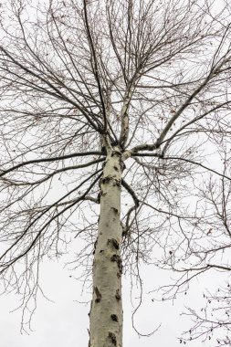 Kış ağaçları ve doğada bulutlu hava